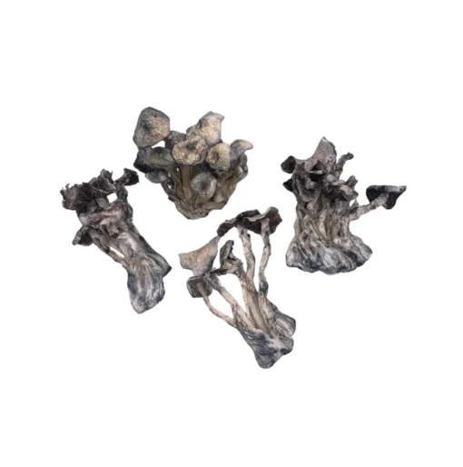 Golden Citadel Magic Mushroom