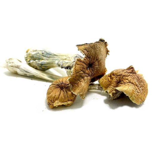 Ecuadorian Mushroom