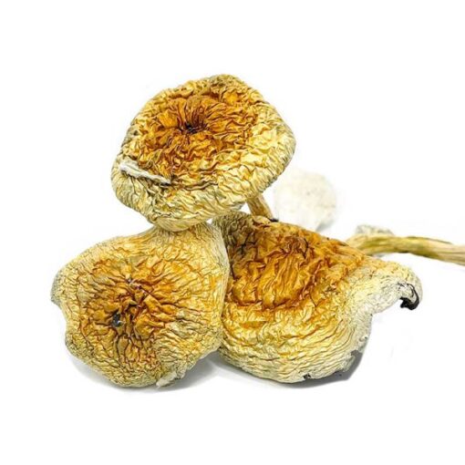 Goldie Mushroom