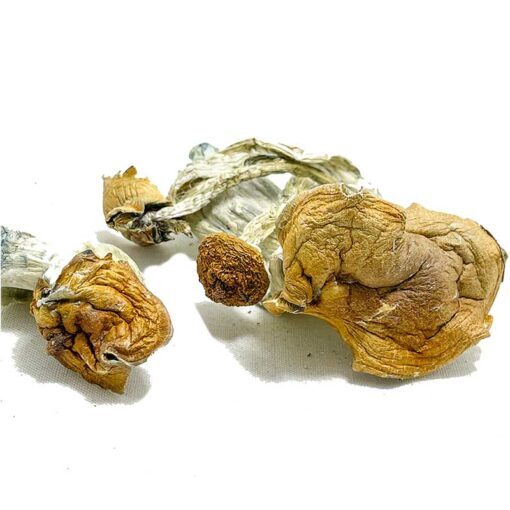 Malabar Coast Mushroom