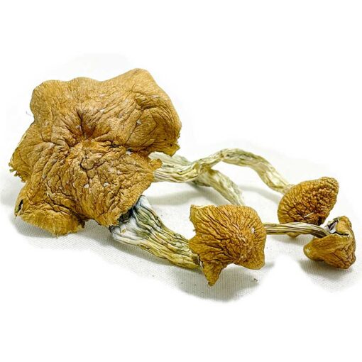Thai Elephant Dung Mushroom