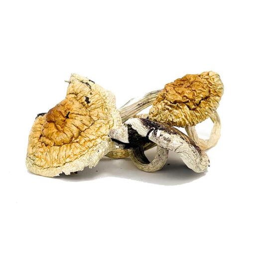 Z Strain Mushroom